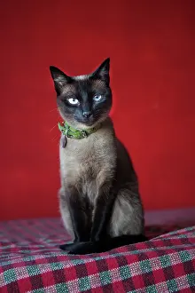 Collars: Portrait of white cat with odd eyes - Brazil