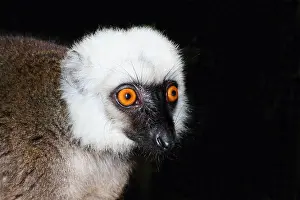 Albifrons: Portrait of White-fronted brown lemur (Eulemur albifrons)