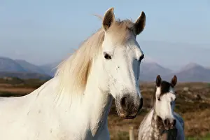 Irish: Portrait of a white horse, Connemara, County Galway