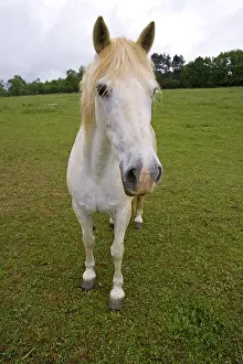Tranquillity: Portrait of a white Horse in a meadow Bourgogne France