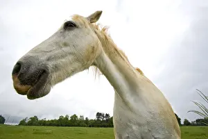 Tranquillity: Portrait of a white Horse in a meadow Bourgogne France