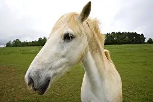 Tranquillity: Portrait of a white Horse in a meadow Bourgogne France