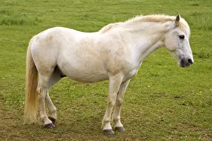 Tranquillity: Portrait of a white Horse in a meadow Bourgogne France