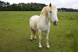 Tranquillity: Portrait of a white Horse in a meadow Bourgogne France
