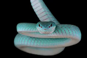 Albolabris: Portrait of White-lipped island pitviper (Trimeresurus
