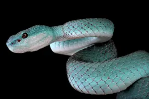 Albolabris: Portrait of White-lipped island pitviper (Trimeresurus
