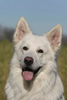 Alsatians: Portrait of a White Swiss Shepherd Weisser Schweizer