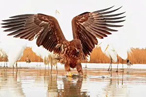 Albus: Portrait of a White-tailed Eagle and fish with Great
