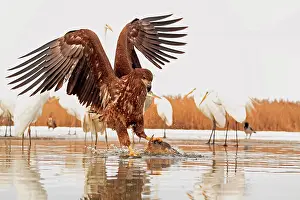Albus: Portrait of a White-tailed Eagle and fish with Great