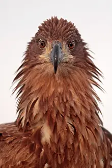 Ruffled: Portrait of a White-tailed Eagle ruffled