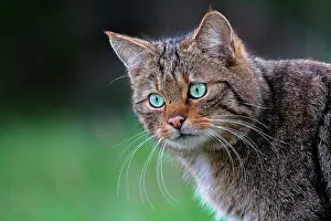 Gene: Portrait of Wild cat (Felis silsvestris), Ardennes