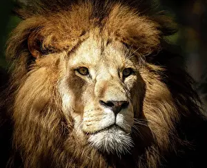 Pride: Portrait of a wild, dangerous male lion