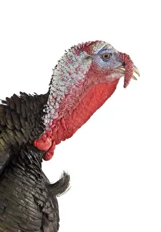 Wattles: Portrait of Wild Turkey male in studio