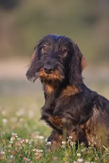 Prosperous: Portrait of Wire-haired Dachshund puppy seated in a meadow