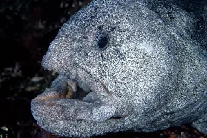 Ocellatus: portrait wolf Anarrhichthys ocellatus Vancouver Island Briti