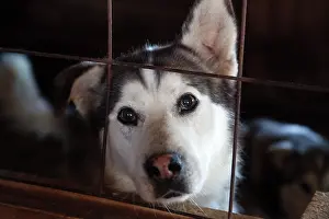 Barriers: Portrait of Wolf Dog Cross - Quebec Canada