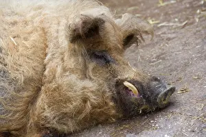 Bedtime: Portrait of Woolly pig lying lying - France