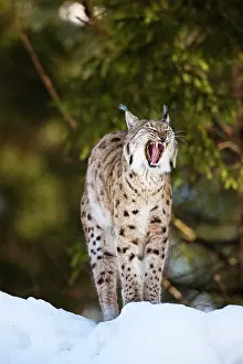 Wald: Portrait of a yawning Eurasian Lynx (Lynx