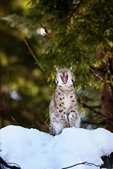 Wald: Portrait of a yawning Eurasian Lynx (Lynx