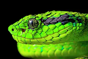 Guatemala: Portrait of Yellow-blotched palm-pitviper (Bothriechis