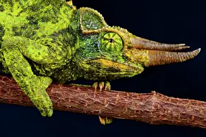 Jacksonii: Portrait of Yellow-crested Jackson Chameleon (Trioceros