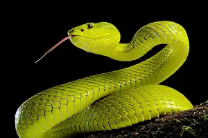 Flores: Portrait of Yellow Flores PitViper (Trimeresurus