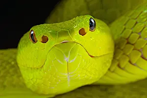 Flores: Portrait of Yellow Flores PitViper (Trimeresurus