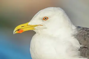 Harbor: Portrait of a yellow-legged gull (Larus michahellis)