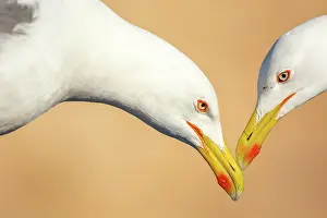 Harbor: Portrait of two yellow-legged gull (Larus michahellis)