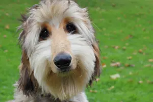 Greyhound: Portrait of a young Afghan Hound, Germany, Europe