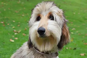 Greyhound: Portrait of a young Afghan Hound, Germany, Europe
