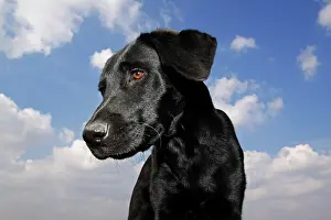 Cast: Portrait of young black male Labrador Retriever