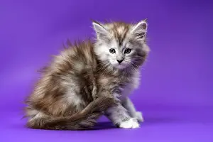 Emotional: Portrait of young black silver patched tabby Maine