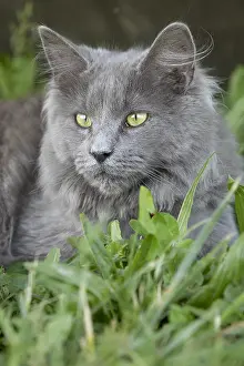 Aestival: Portrait of a young blue Maine Coon cat