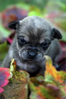 Sized: Portrait of Young Chihuahua and dead leaves - France