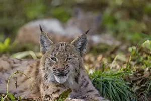 Forest Ground: Portrait of a young Eurasian lynx (Lynx lynx) lying on the forest floor
