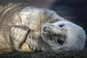 Donna: Portrait of young gray seal (Halichoerus grypus)
