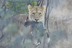 Lycaon: Lion