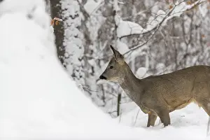 Buck: Portrait of a young male Roe Deer