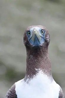 Masked: Portrait of a young Masked Booby, Sula dactylatra, Malpelo I