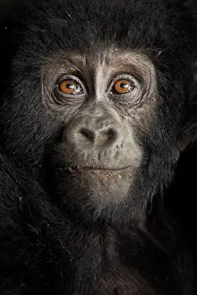 Beringei: Portrait of a young Mountain Gorilla (Gorilla beringei