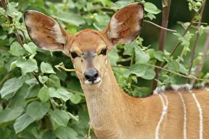 Tragelaphus: Nyala