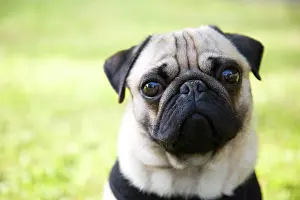 Lapdogs: Portrait of a young pug on a meadow Portrait eines
