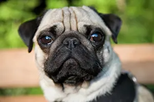 Creamy: Portrait of a young pug Portrait eines jungen Mopses