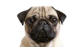 Creamy: Portrait of a young pug Portrait eines jungen Mopses