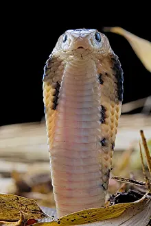 Atra: Portrait of young Taiwan cobra (Naja atra formosa)