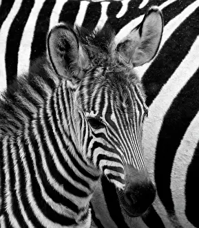 Therapsida: Portrait of a zebra (Equus quagga). Close-up. Ke