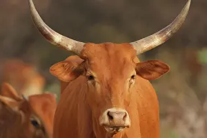 Taurus: Portrait of Zebu - Northern Senegal