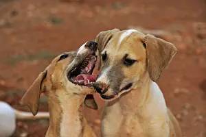 Greyhound: Portraits of Galgo puppies aged 2 months Spain