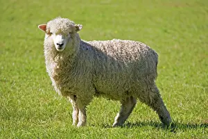 Merino: Portraitunshorn Merino sheep